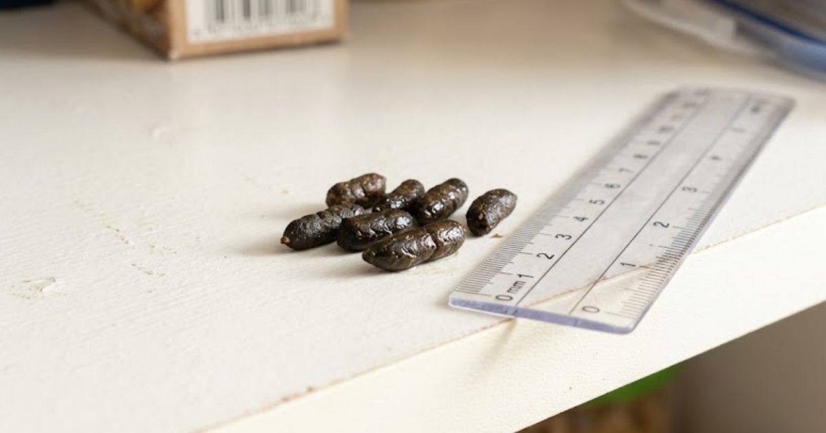 Fresh rat droppings on kitchen shelf in Macon GA home, infestation evidence during humid summer conditions